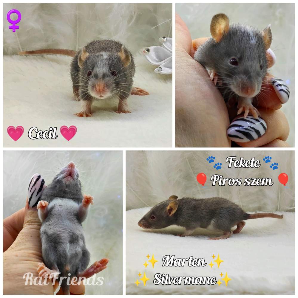 Fancy rat Pet only Rattus norvegicus 