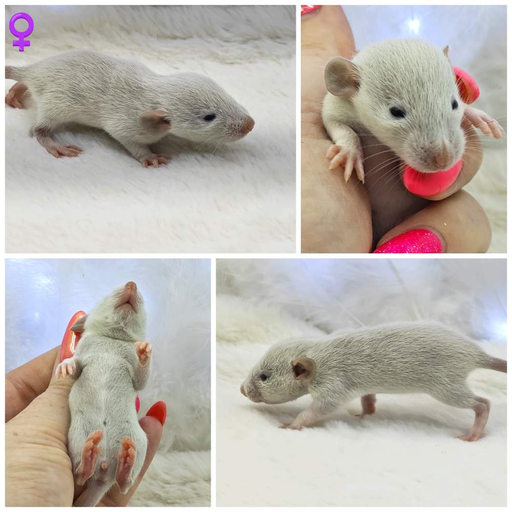 Fancy rat Breeder Rattus norvegicus 