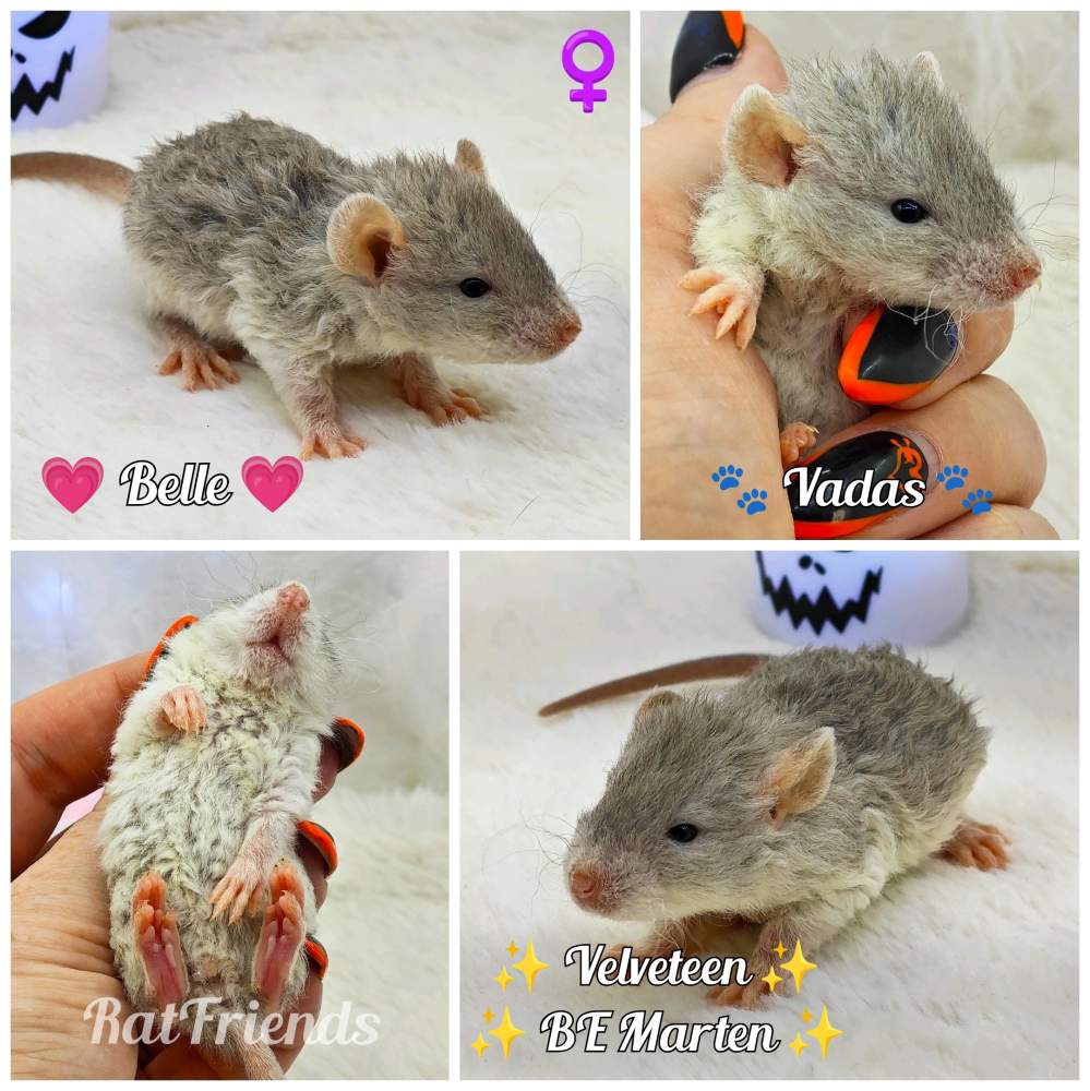 Fancy rat Rehomed Rattus norvegicus 