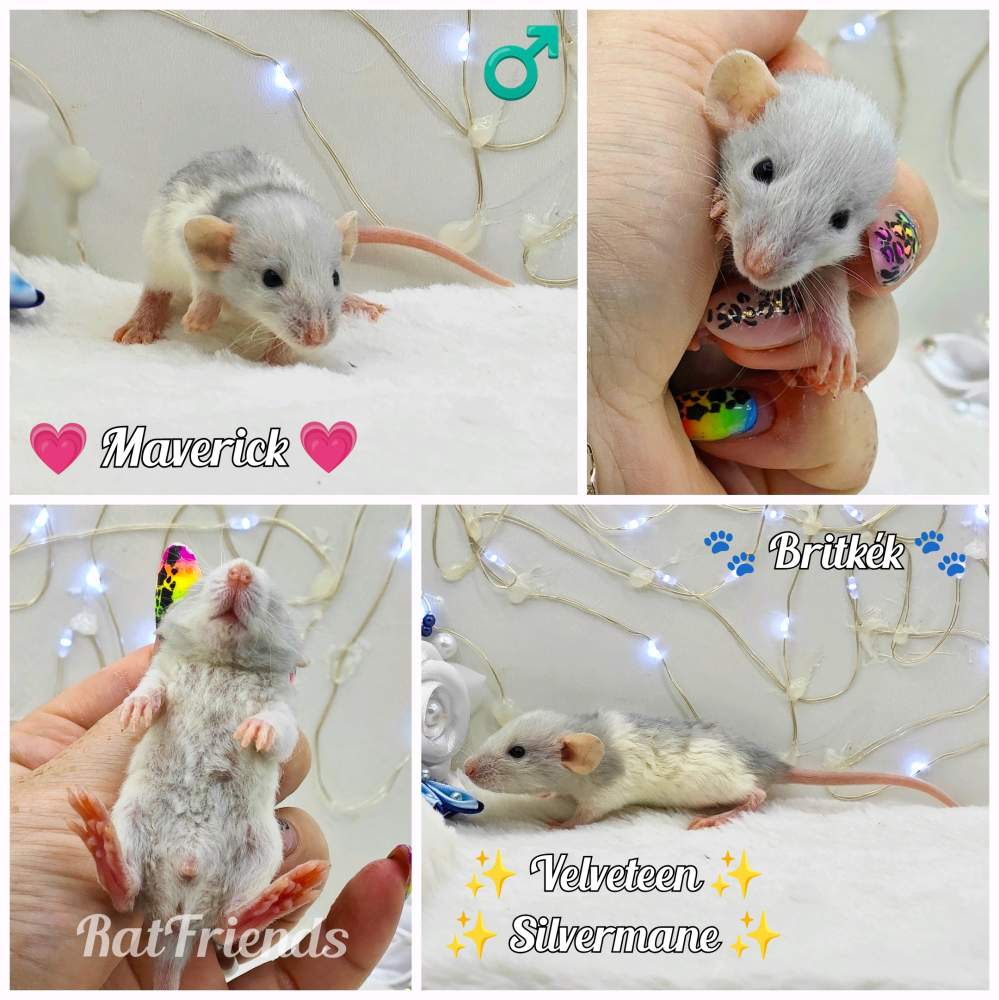 Fancy rat Breeder Rattus norvegicus 