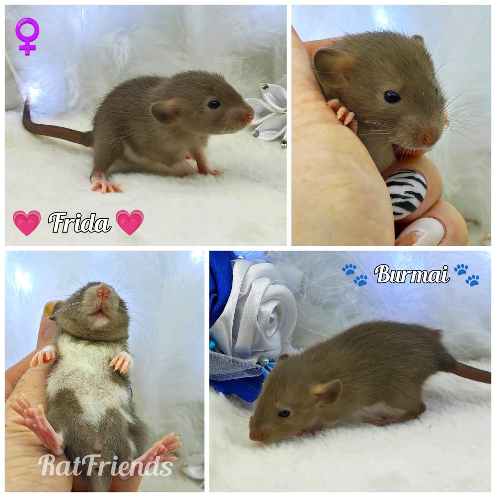 Fancy rat Owned by other Rattus norvegicus 