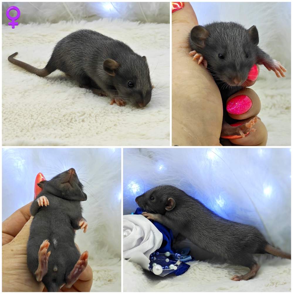 Fancy rat Breeder Rattus norvegicus 