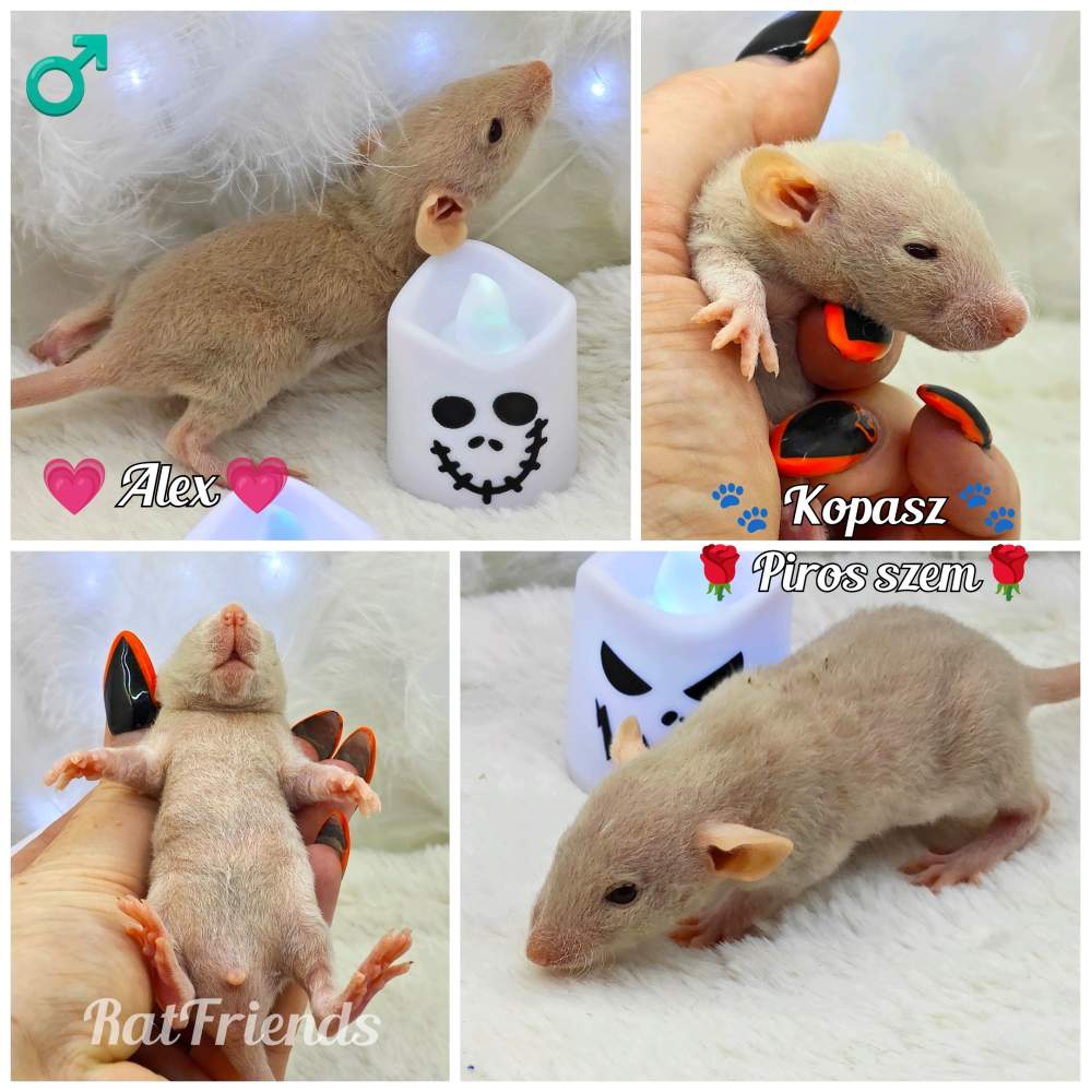 Fancy rat Breeder Rattus norvegicus 