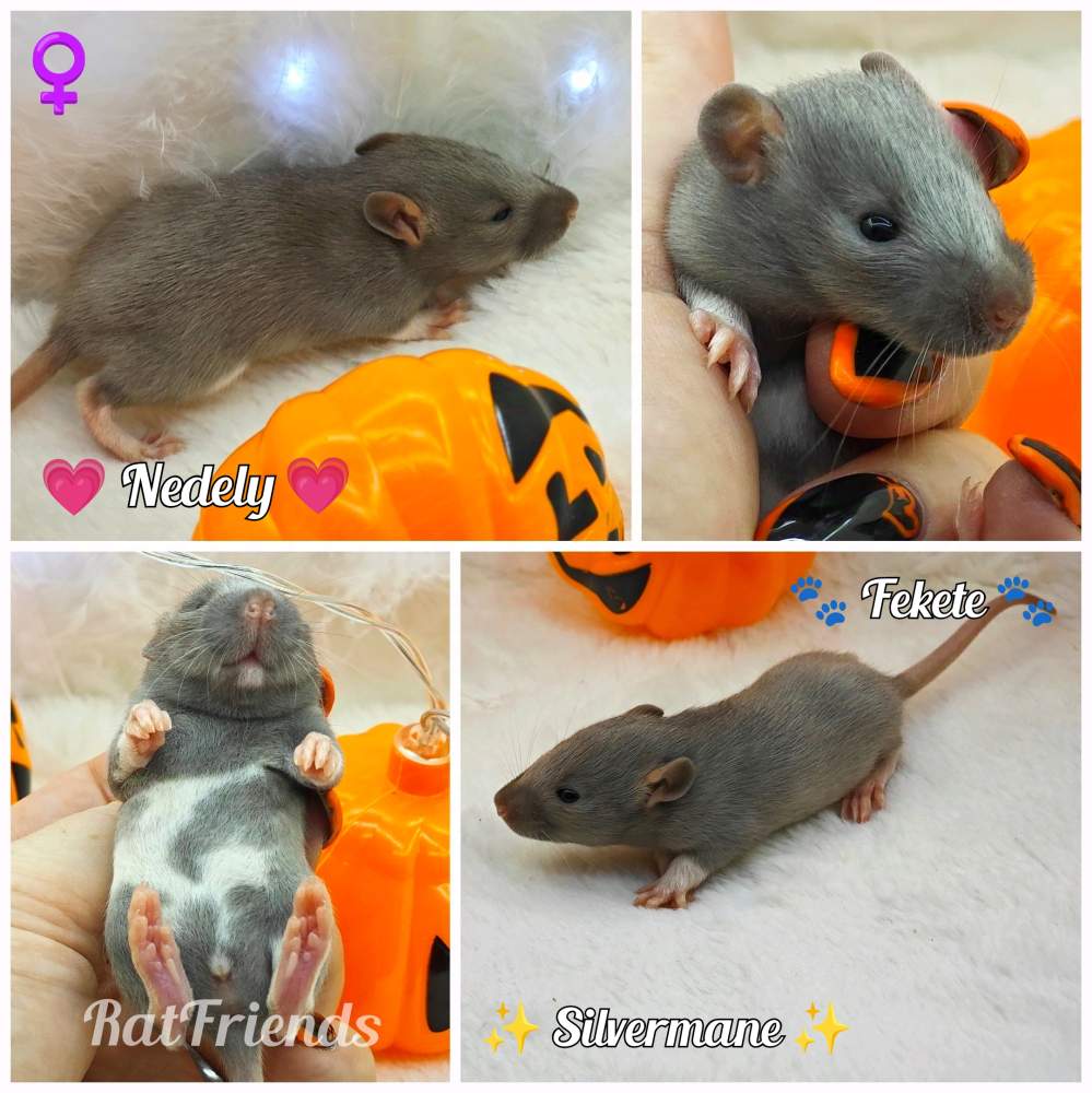 Fancy rat Breeder Rattus norvegicus 