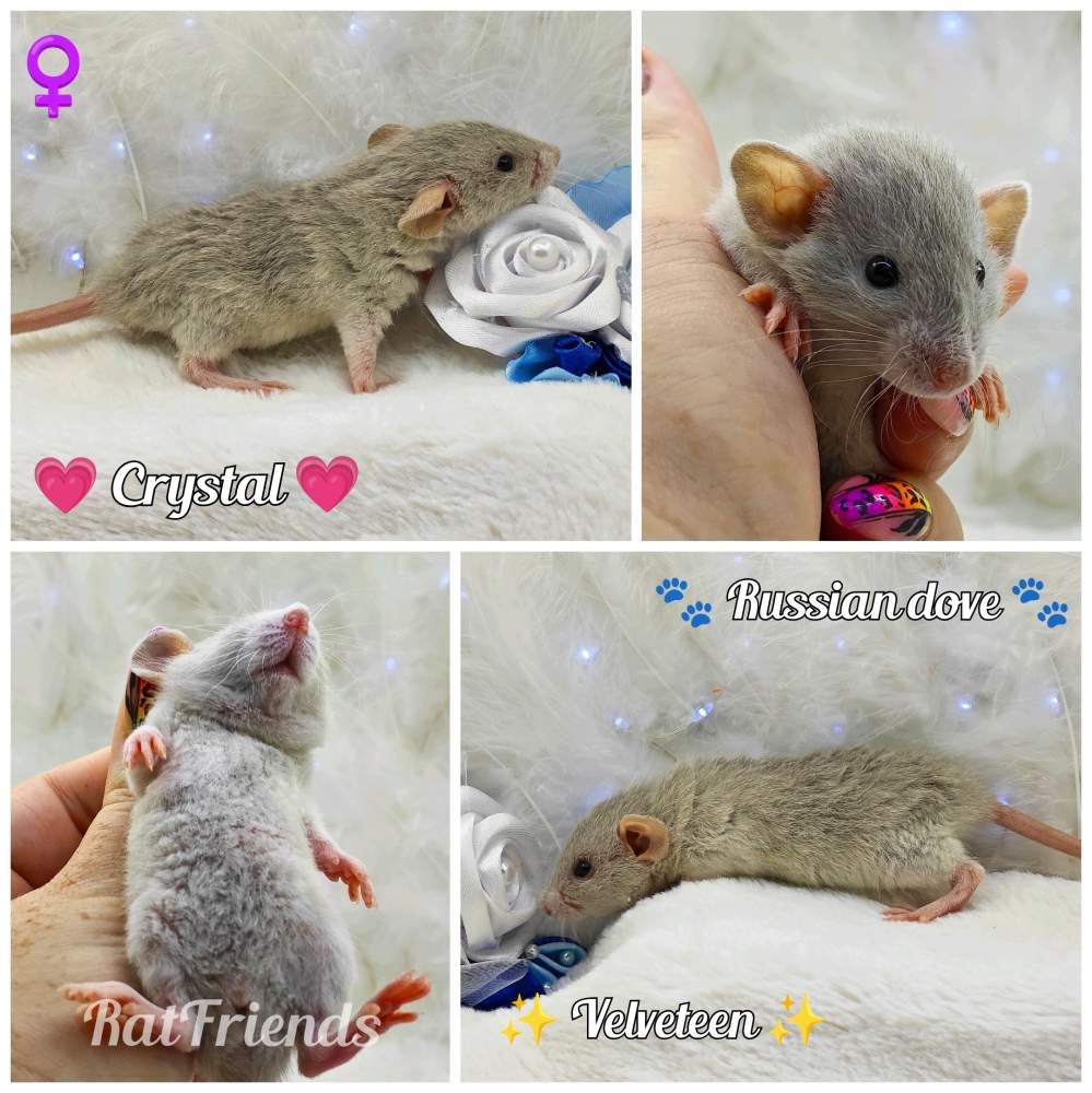 Fancy rat Owned by other Rattus norvegicus 