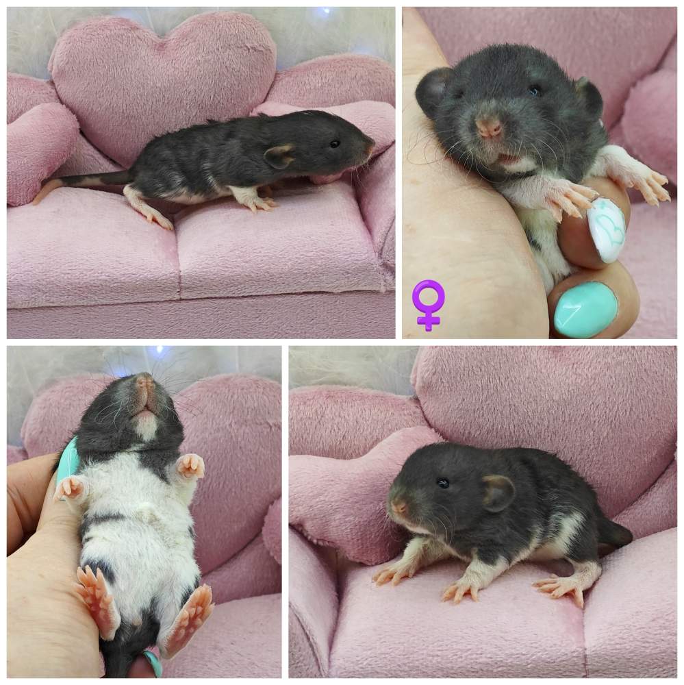 Fancy rat Breeder Rattus norvegicus 