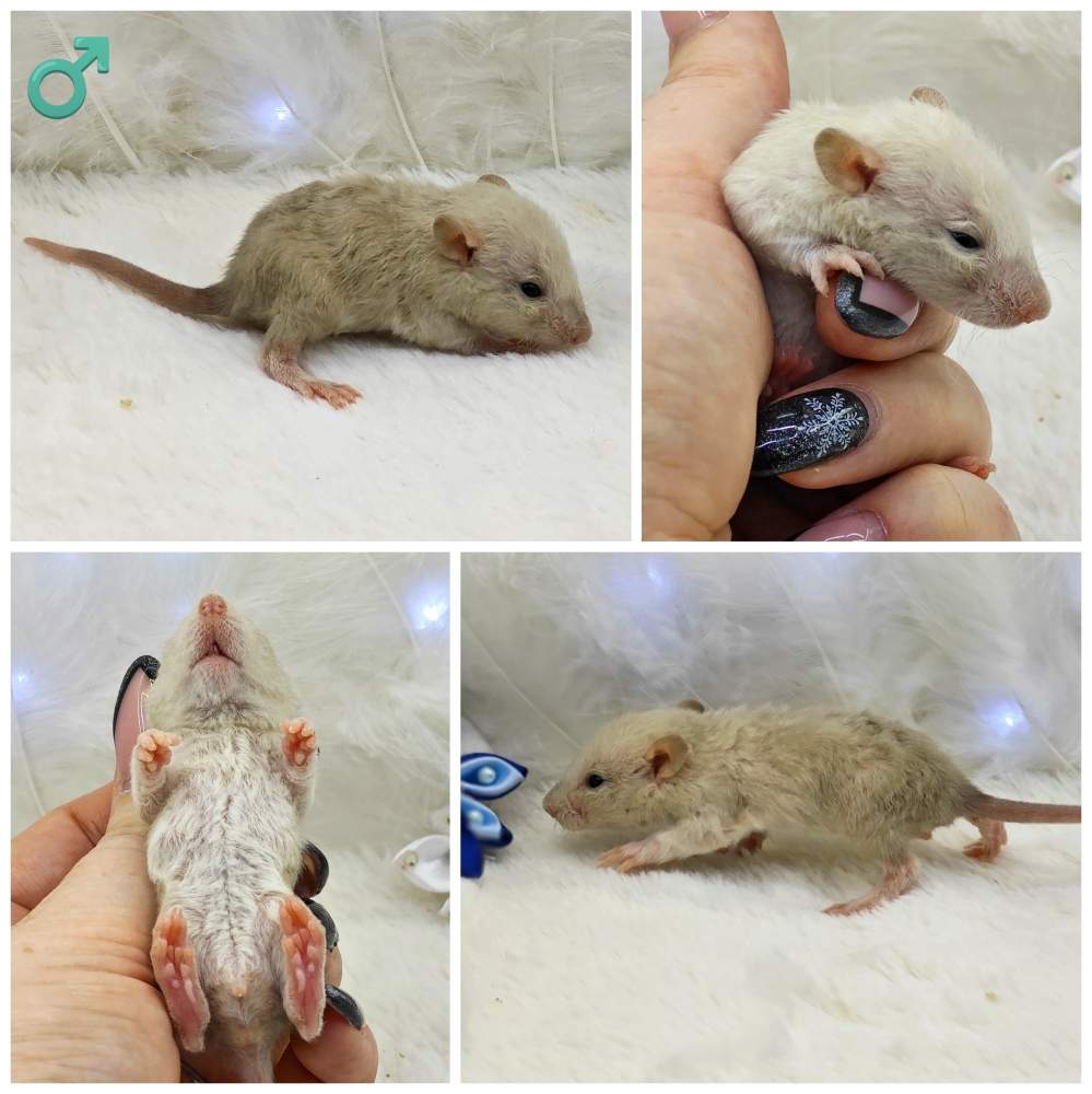 Fancy rat Owned by other Rattus norvegicus 