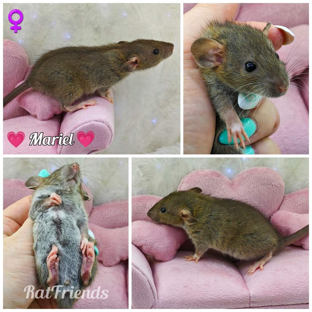 Fancy rat Owned by other Rattus norvegicus 