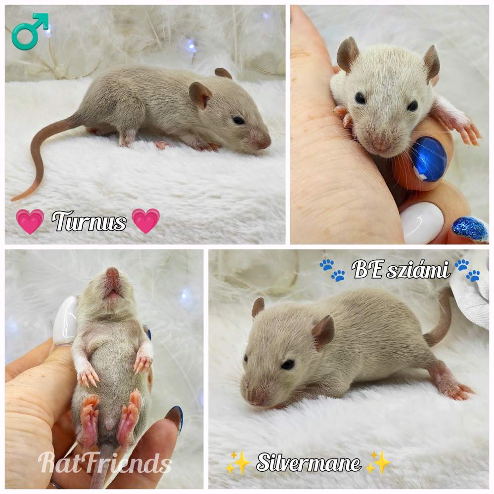 Fancy rat Breeder Rattus norvegicus 