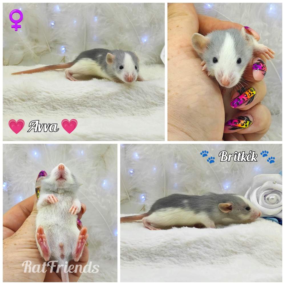 Fancy rat Breeder Rattus norvegicus 