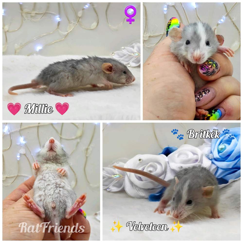 Fancy rat Breeder Rattus norvegicus 