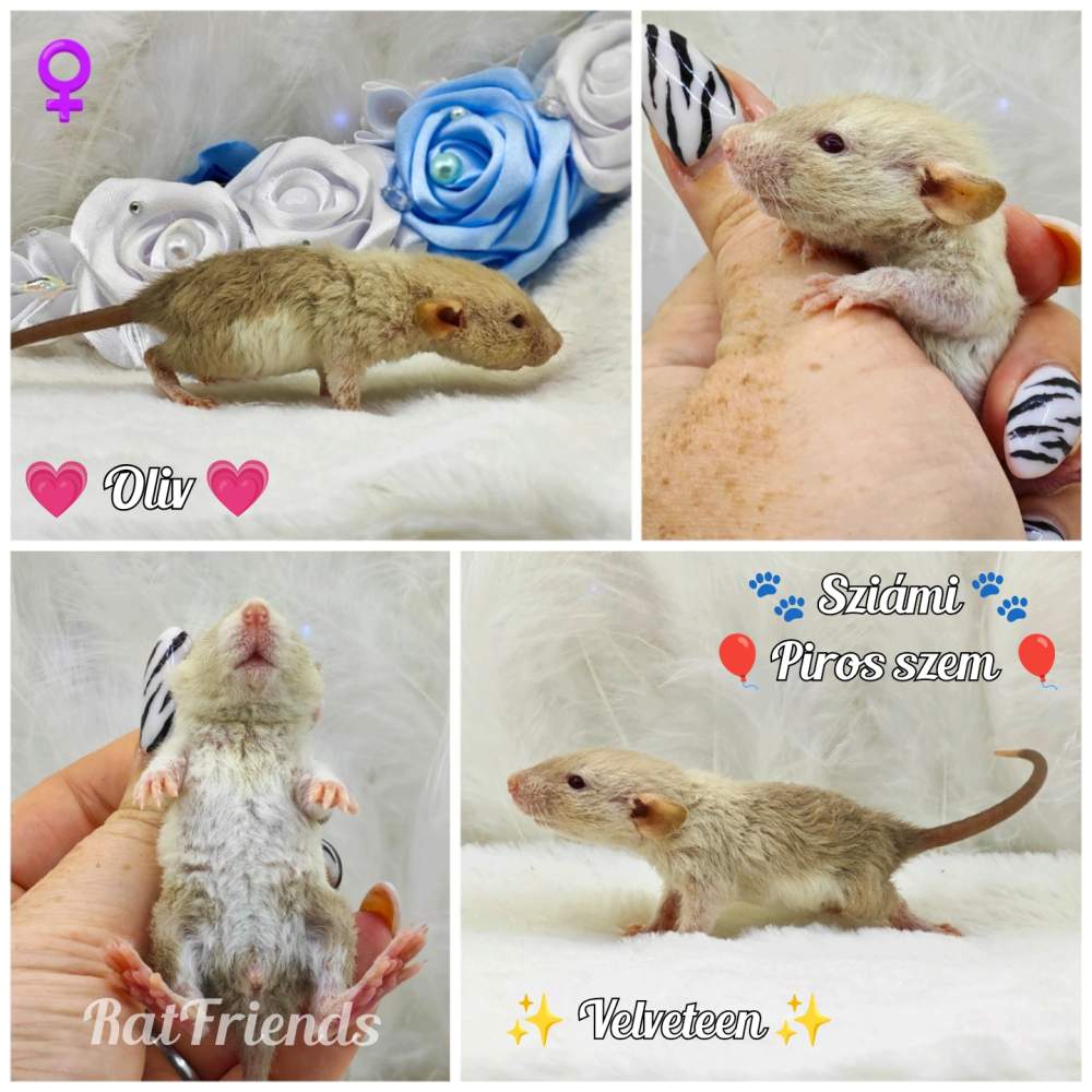 Fancy rat Owned by other Rattus norvegicus 