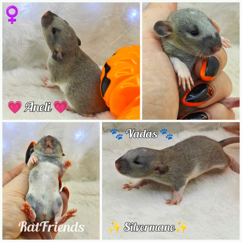 Fancy rat Available for rehoming Rattus norvegicus 