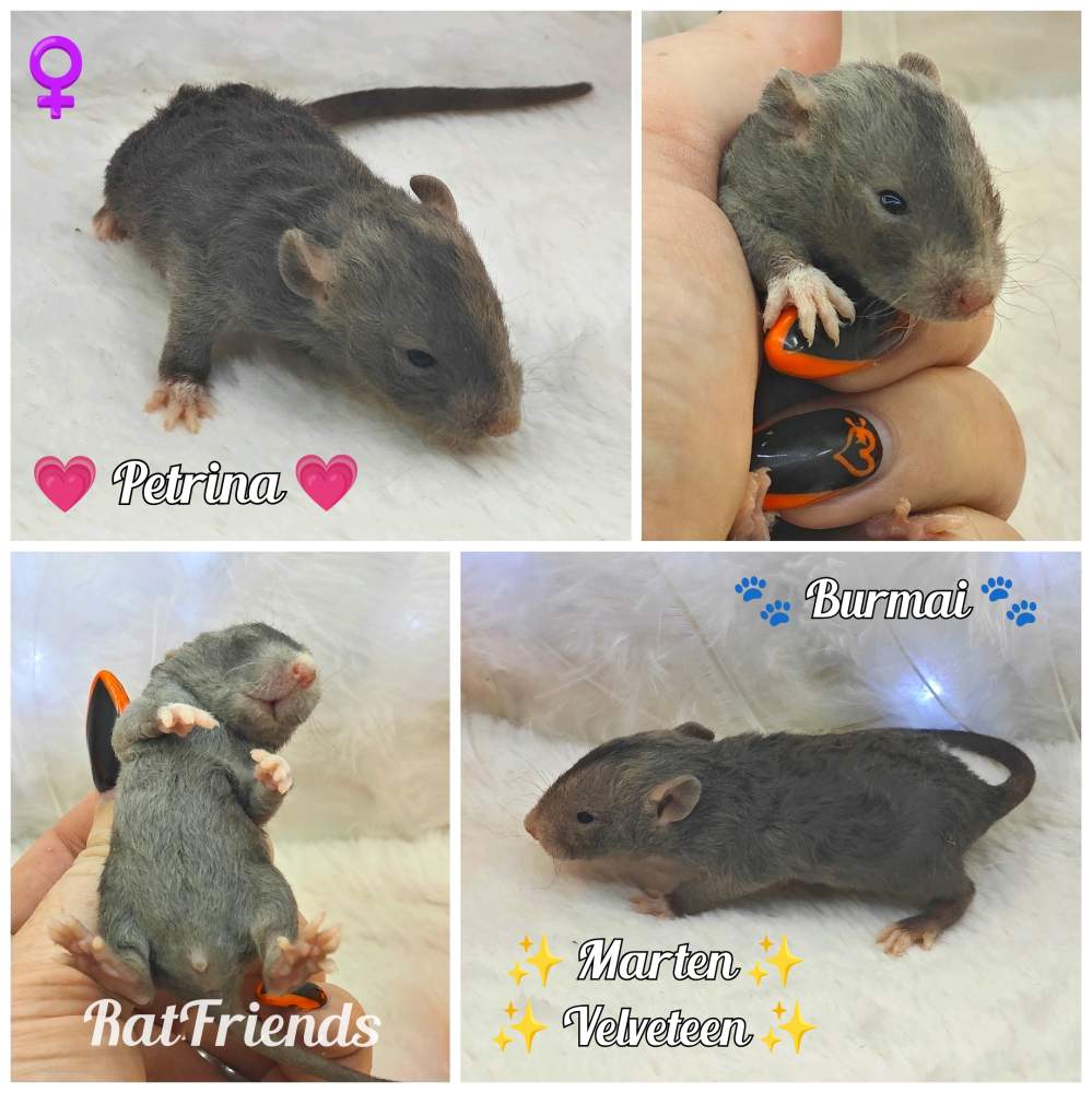 Fancy rat Breeder Rattus norvegicus 