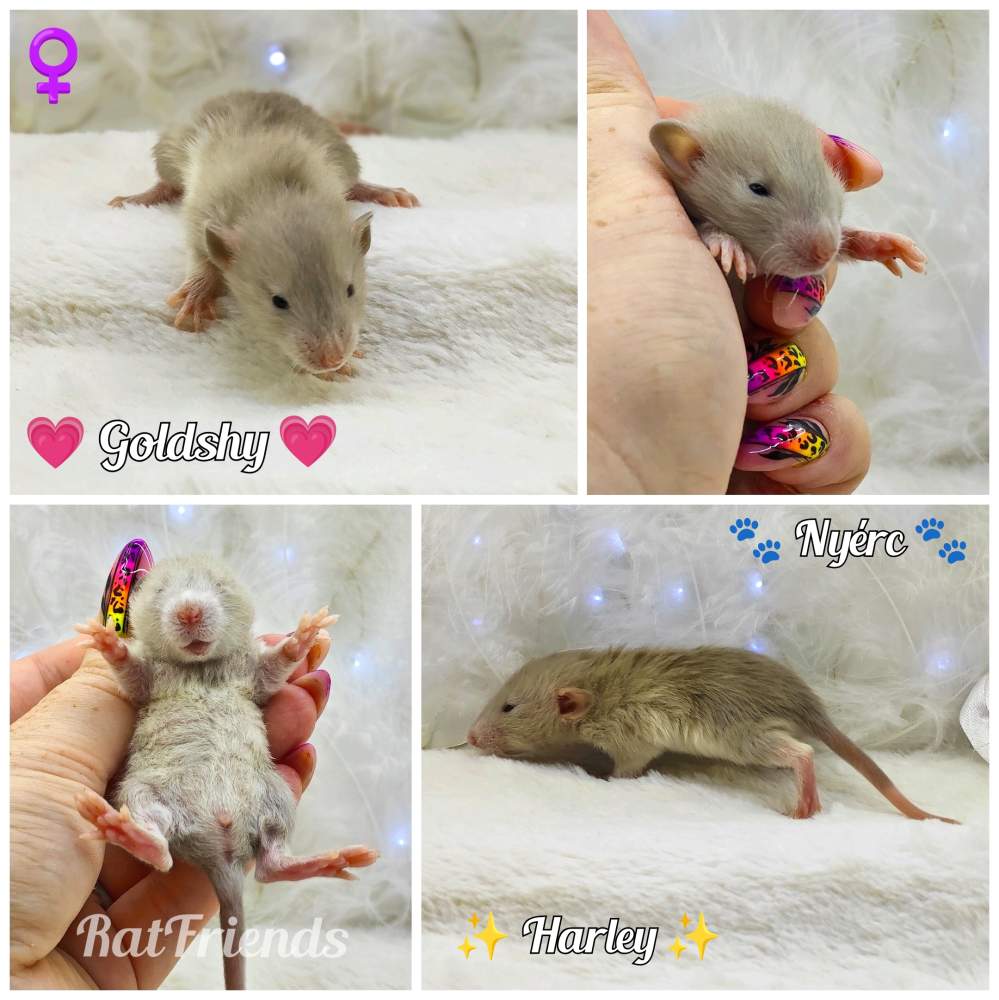 Fancy rat Pet only Rattus norvegicus 