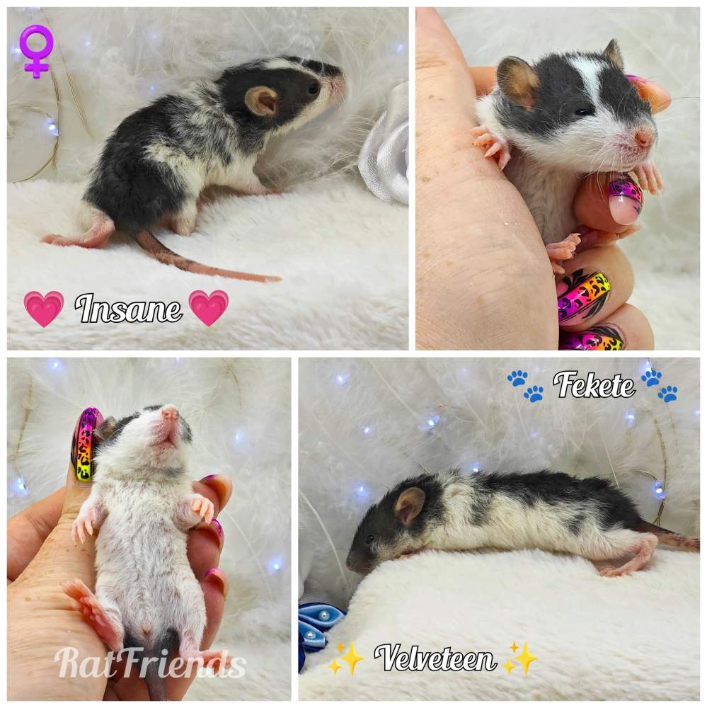 Fancy rat Breeder Rattus norvegicus 