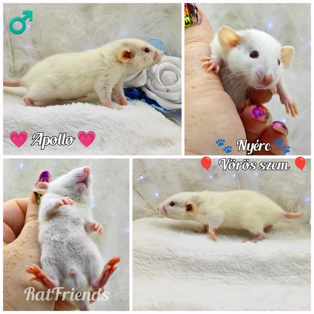 Fancy rat Owned by other Rattus norvegicus 