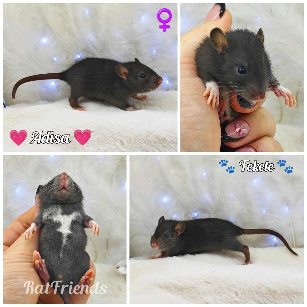 Fancy rat Owned by other Rattus norvegicus 