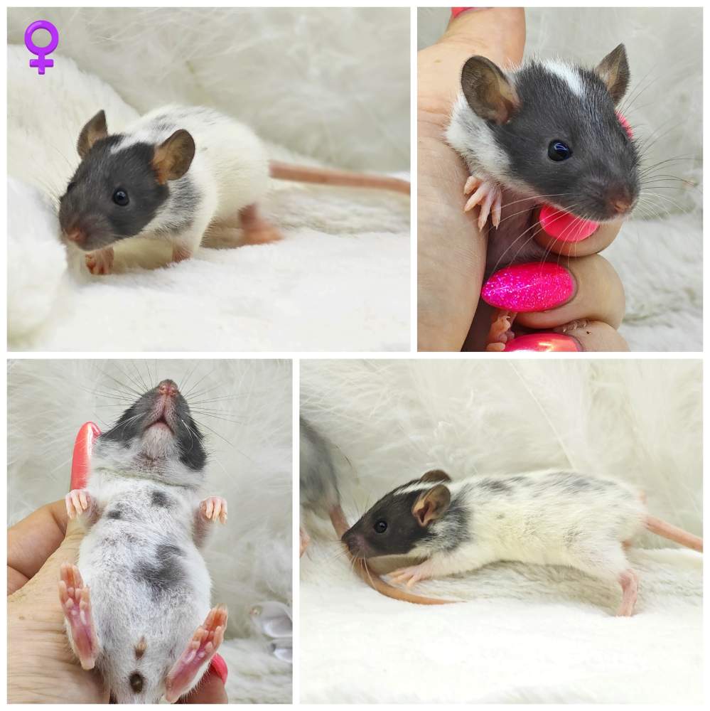 Fancy rat Breeder Rattus norvegicus 