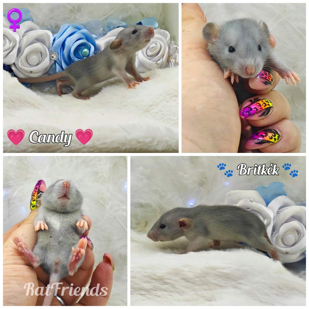 Fancy rat Owned by other Rattus norvegicus 