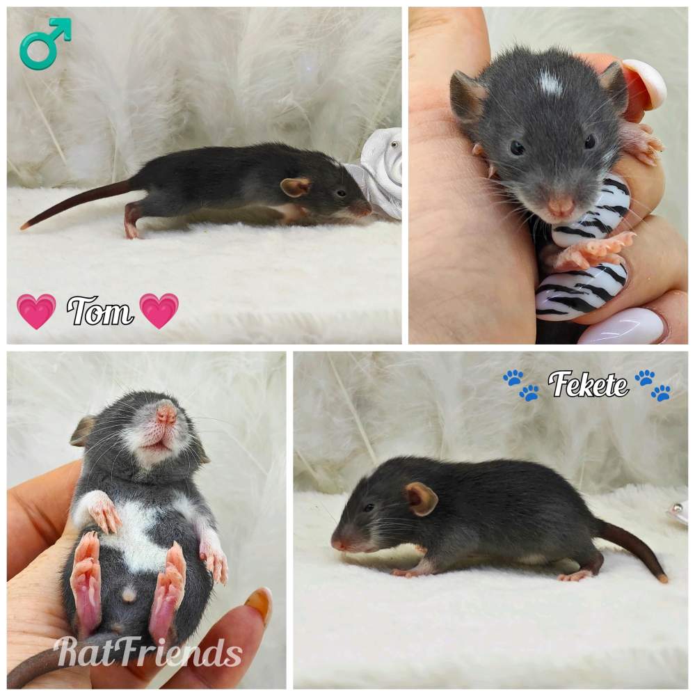 Fancy rat Owned by other Rattus norvegicus 