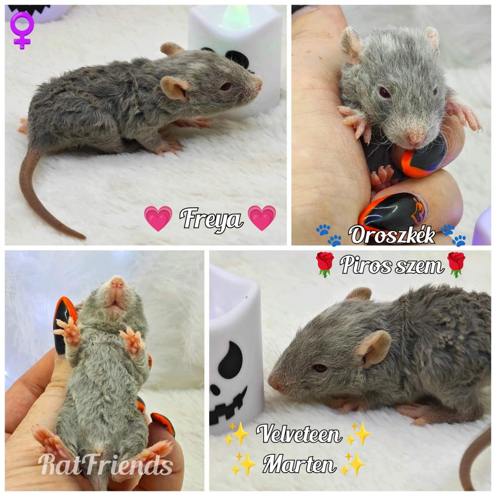 Fancy rat Breeder Rattus norvegicus 