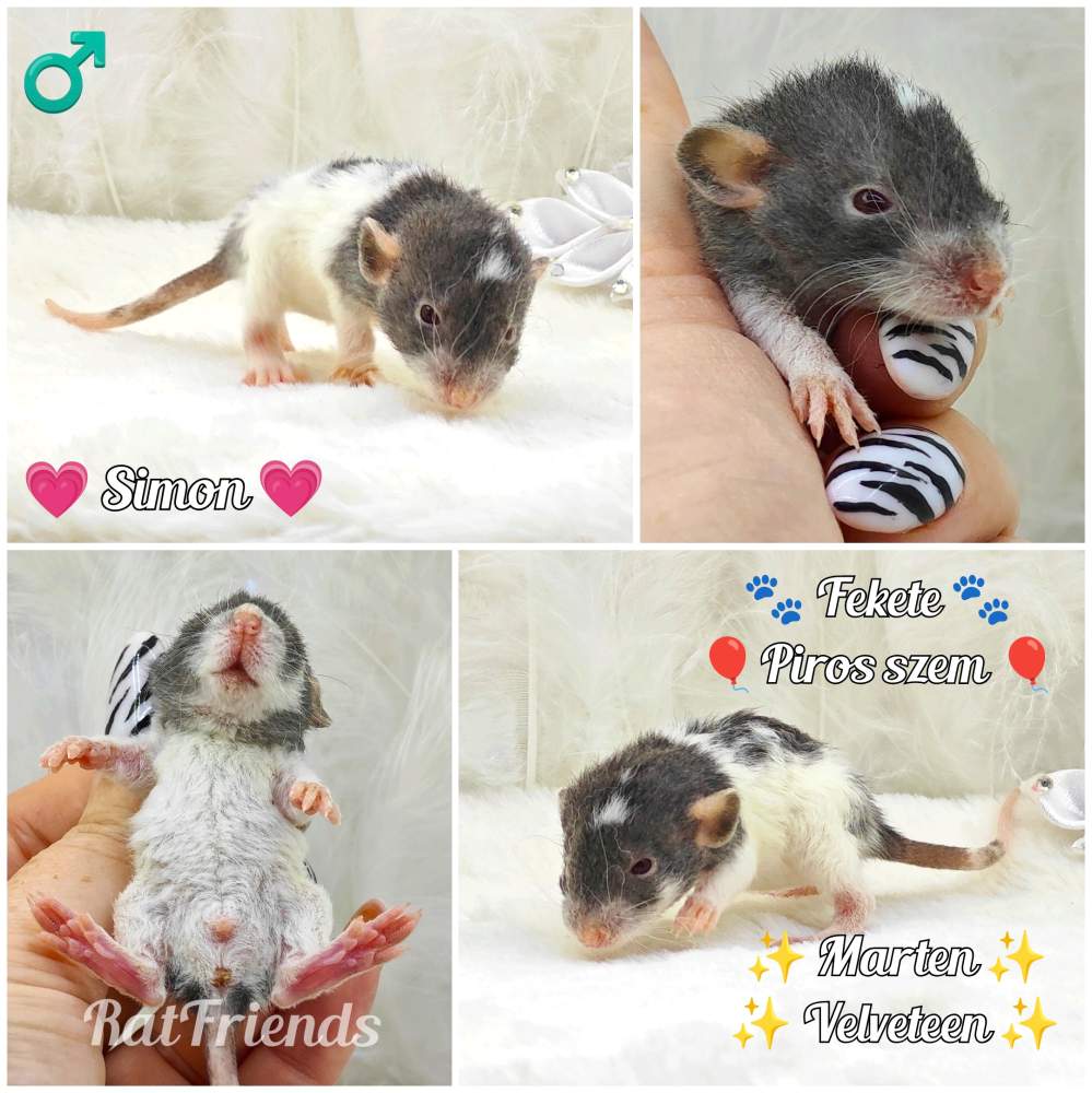 Fancy rat Owned by other Rattus norvegicus 