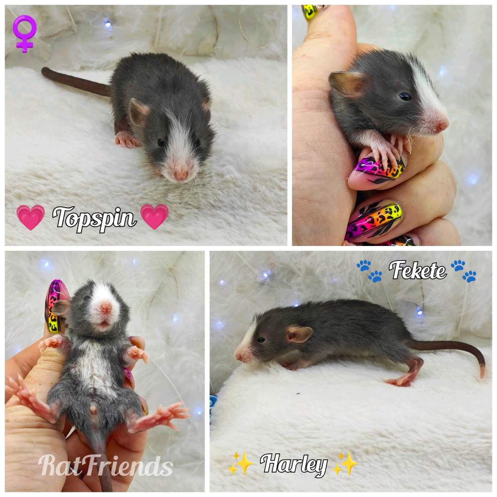 Fancy rat Breeder Rattus norvegicus 