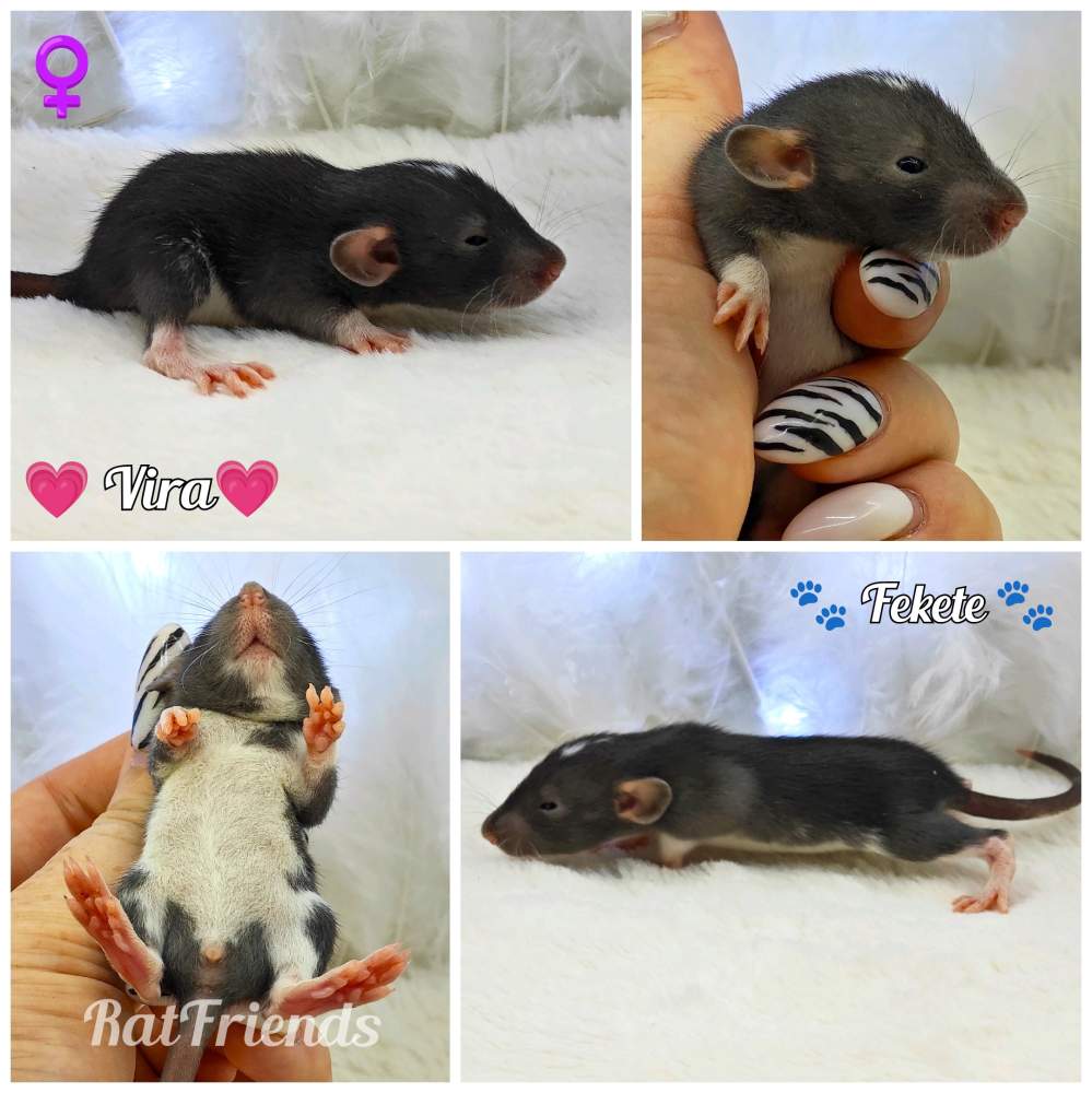 Fancy rat Owned by other Rattus norvegicus 