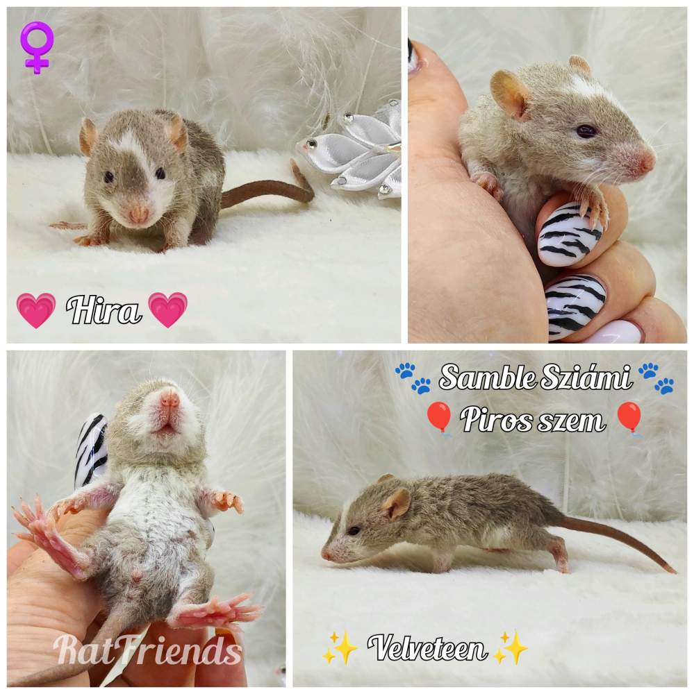 Fancy rat Breeder Rattus norvegicus 