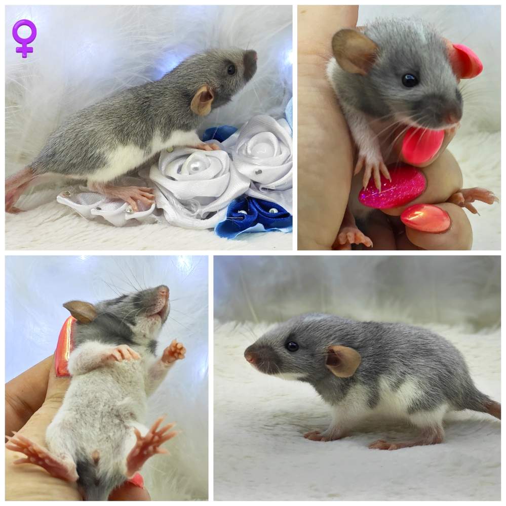 Fancy rat Breeder Rattus norvegicus 