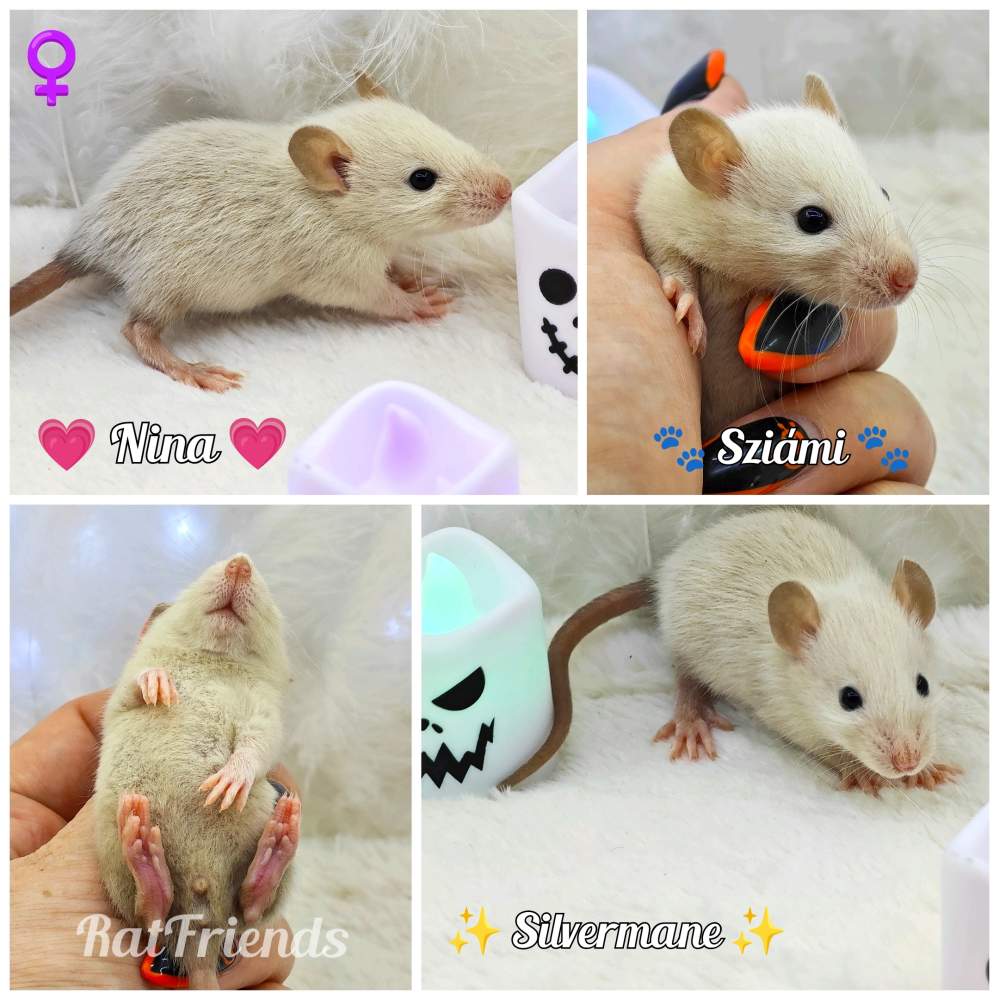 Fancy rat Breeder Rattus norvegicus 