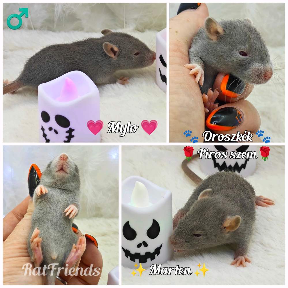 Fancy rat Breeder Rattus norvegicus 