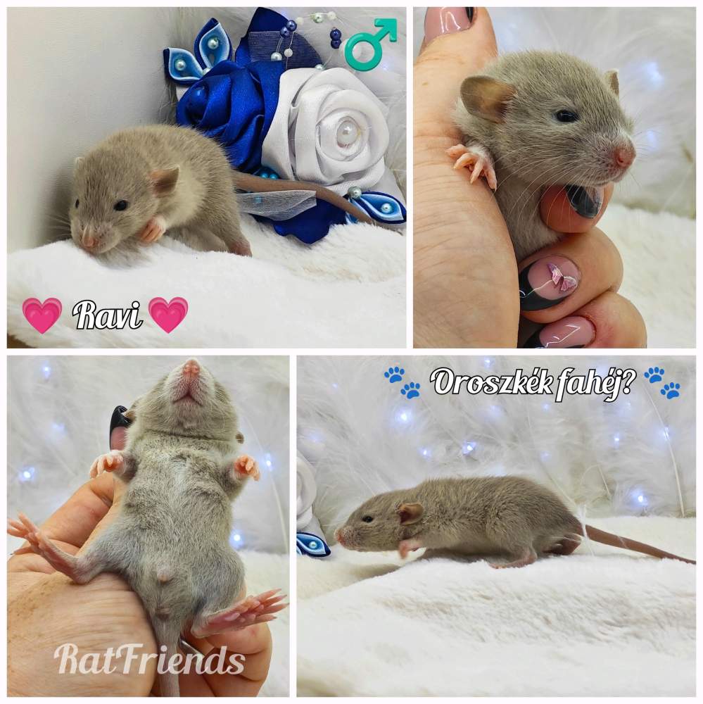 Fancy rat Breeder Rattus norvegicus 