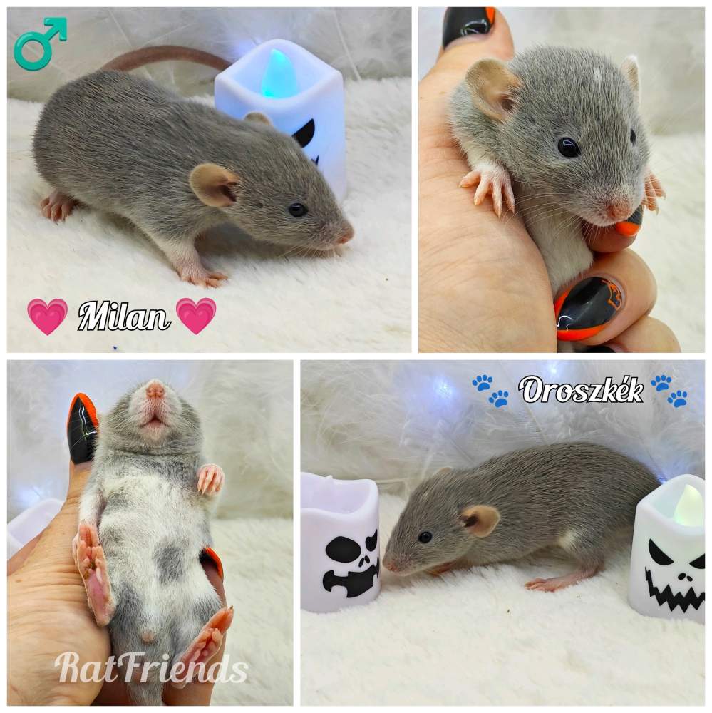 Fancy rat Owned by other Rattus norvegicus 