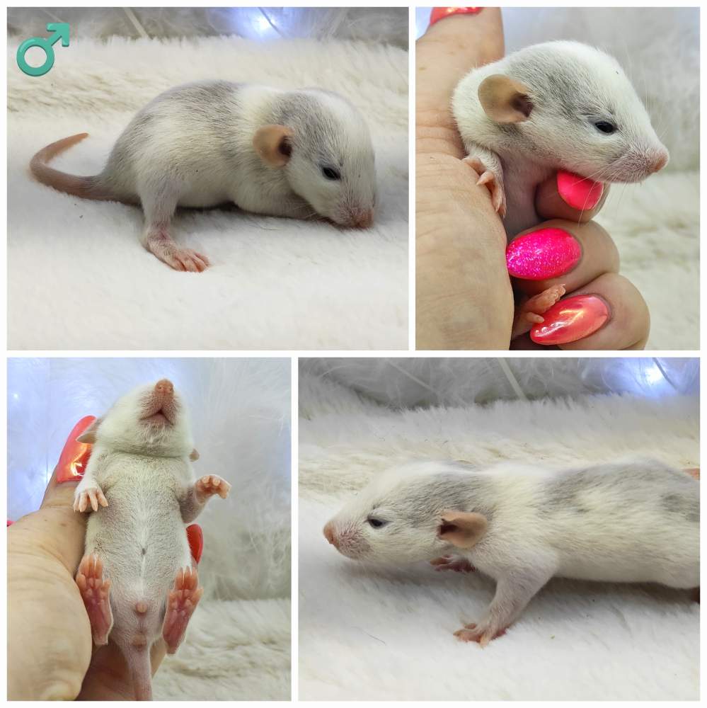 Fancy rat Breeder Rattus norvegicus 