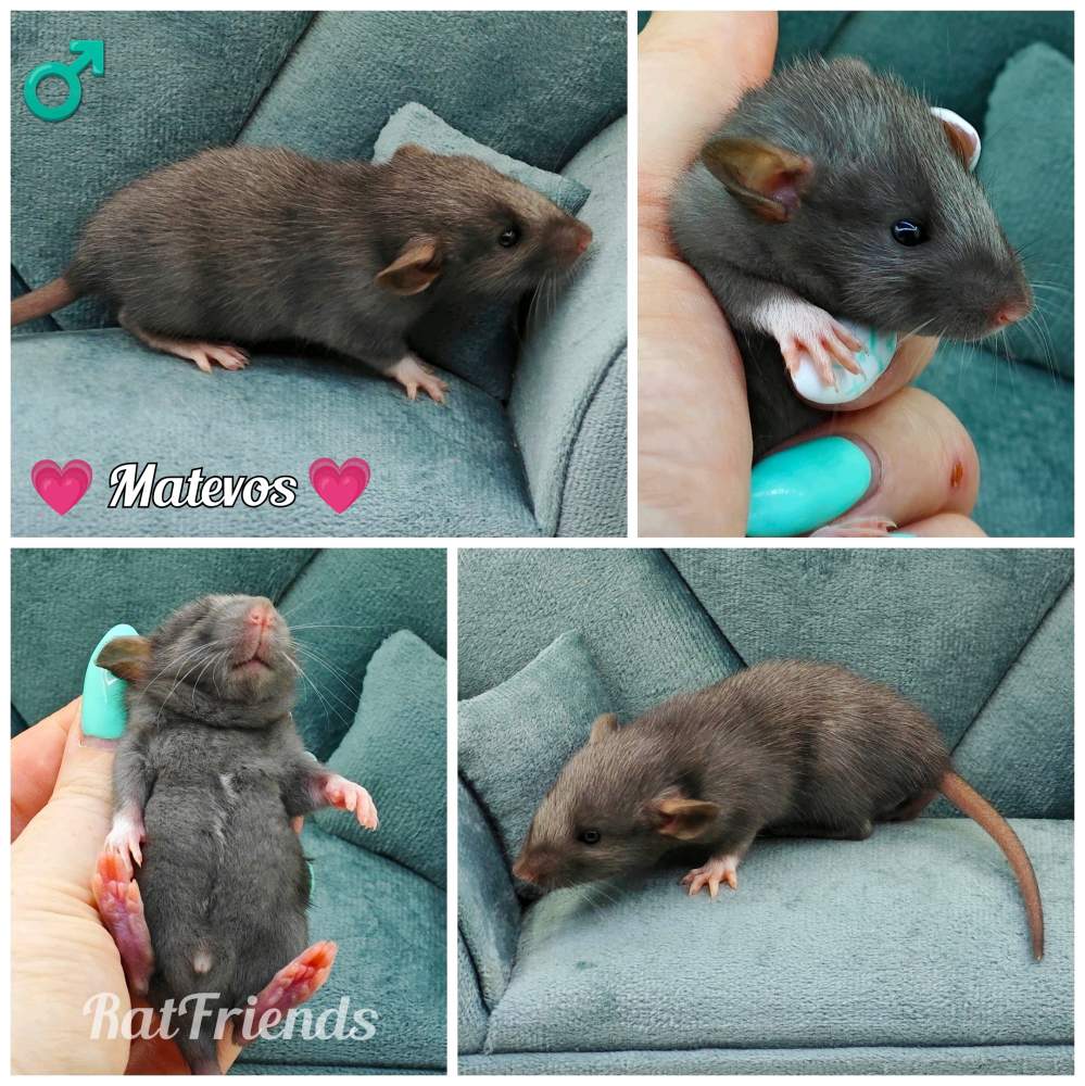 Fancy rat Owned by other Rattus norvegicus 