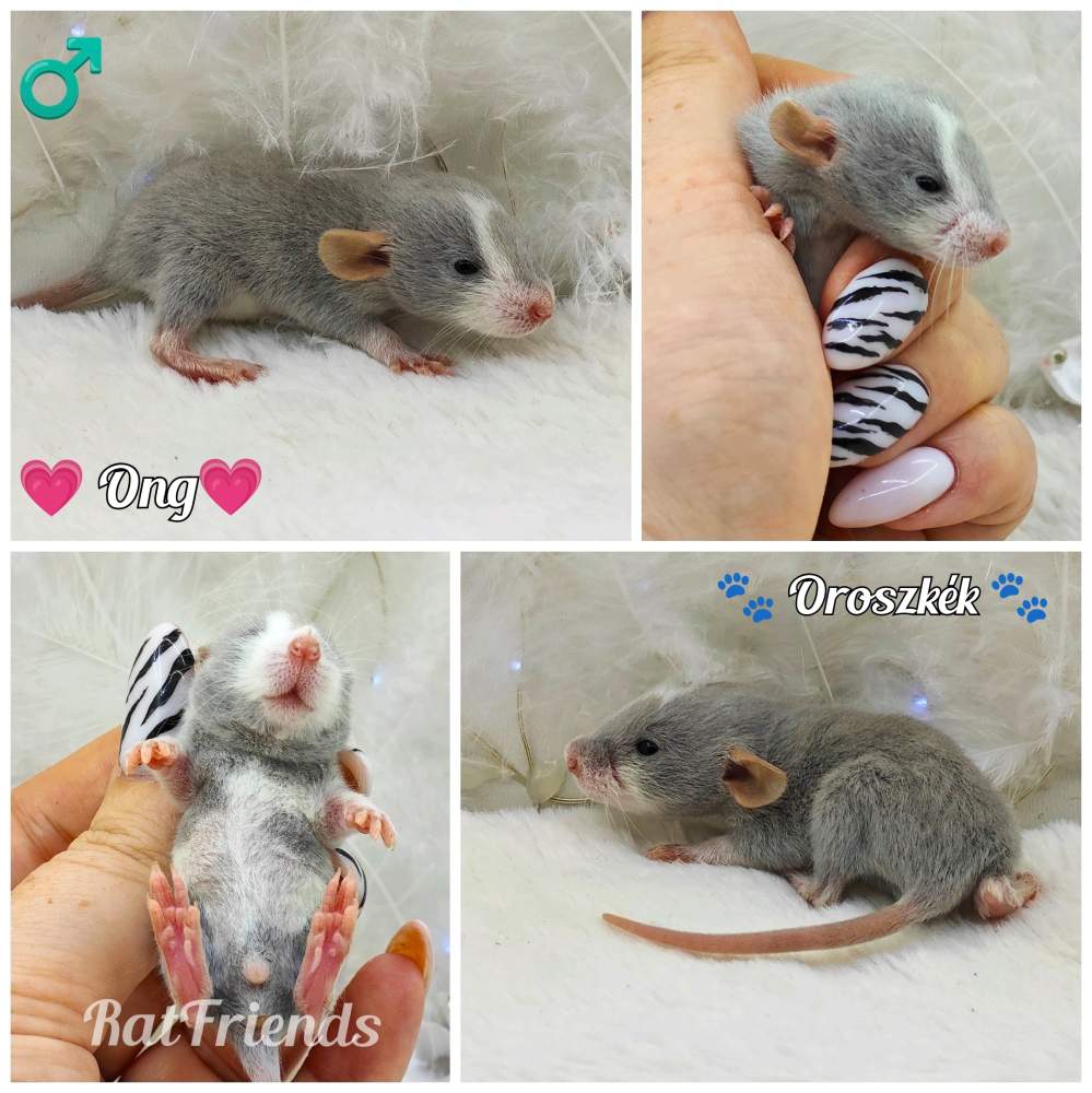 Fancy rat Owned by other Rattus norvegicus 