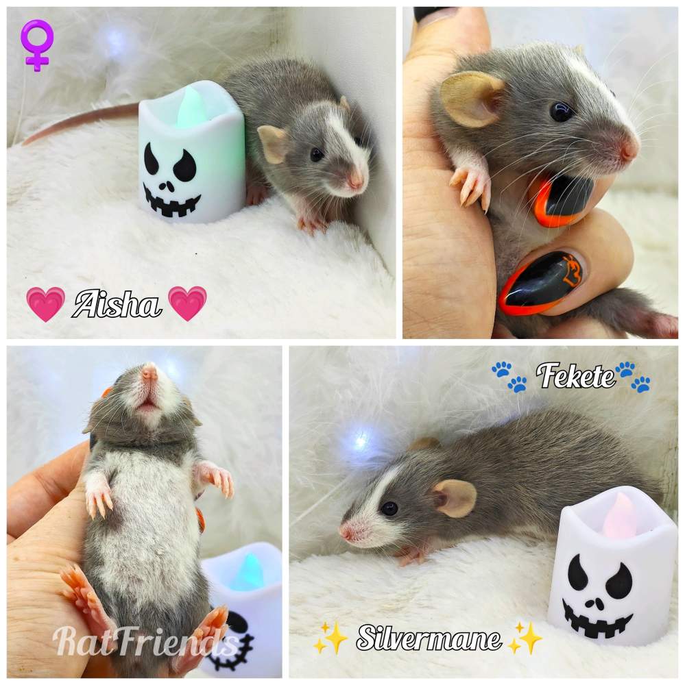 Fancy rat Breeder Rattus norvegicus 