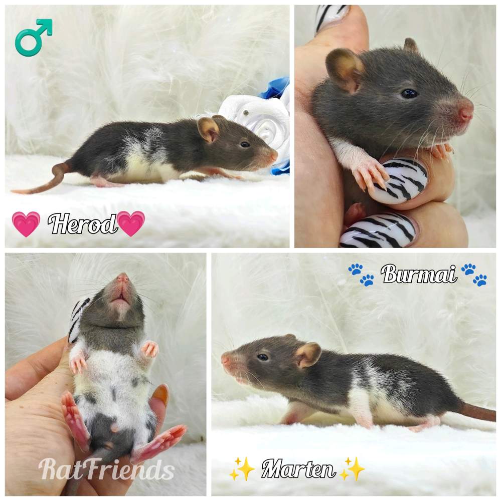 Fancy rat Owned by other Rattus norvegicus 