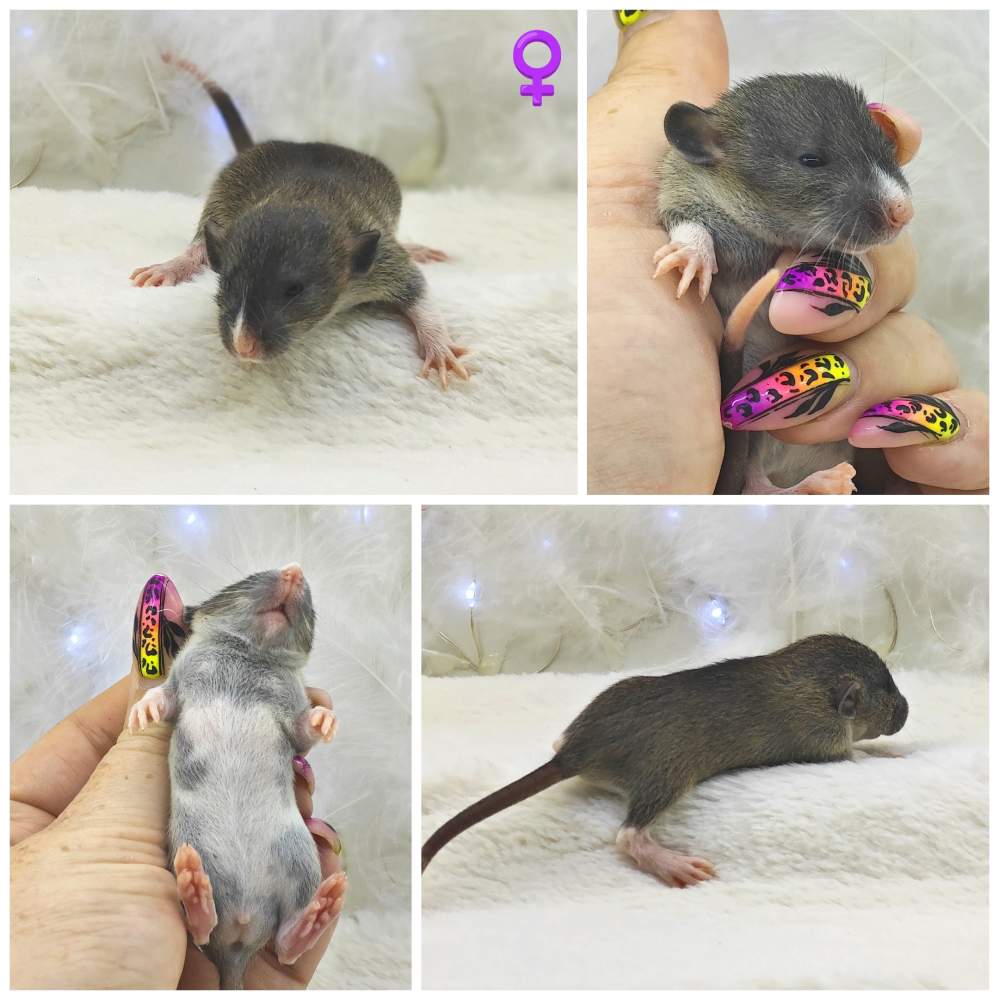 Fancy rat Breeder Rattus norvegicus 