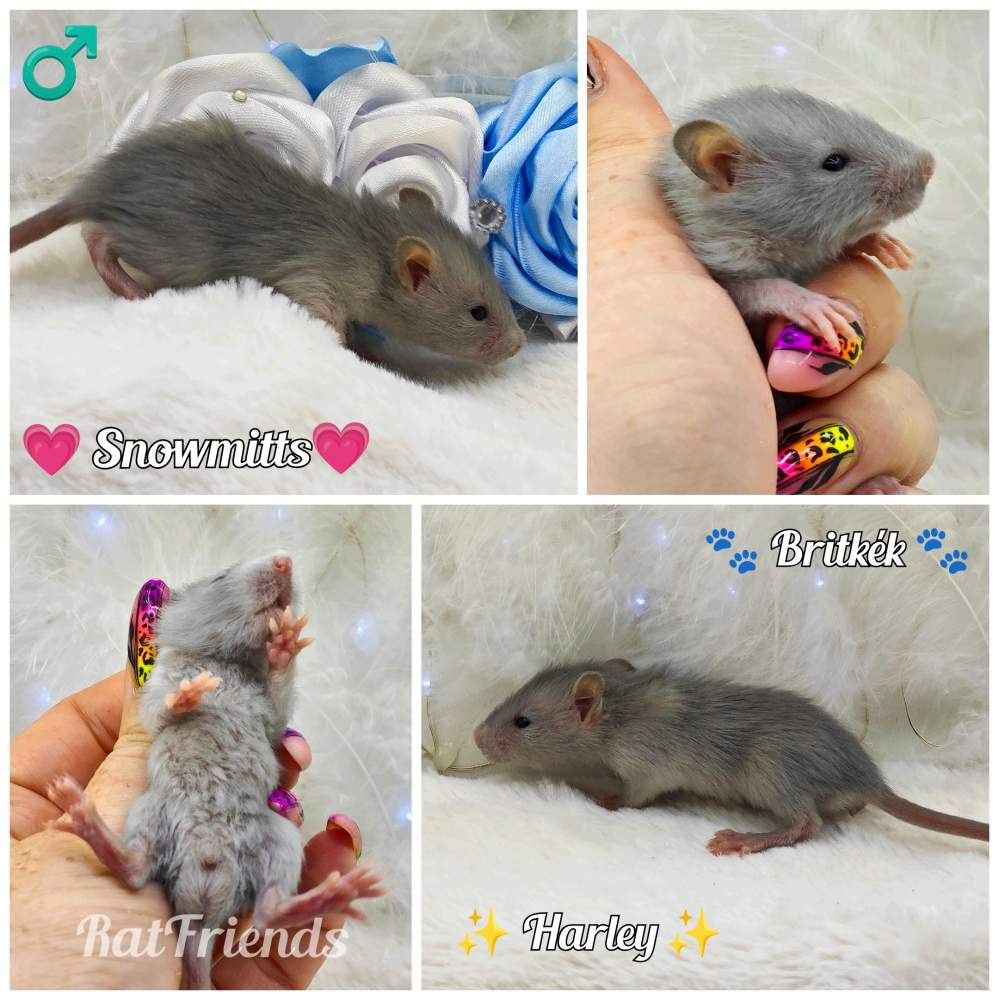 Fancy rat Breeder Rattus norvegicus 