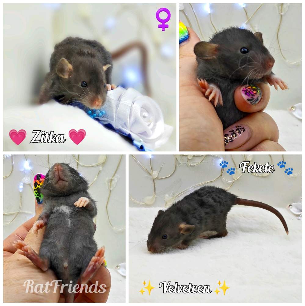 Fancy rat Owned by other Rattus norvegicus 