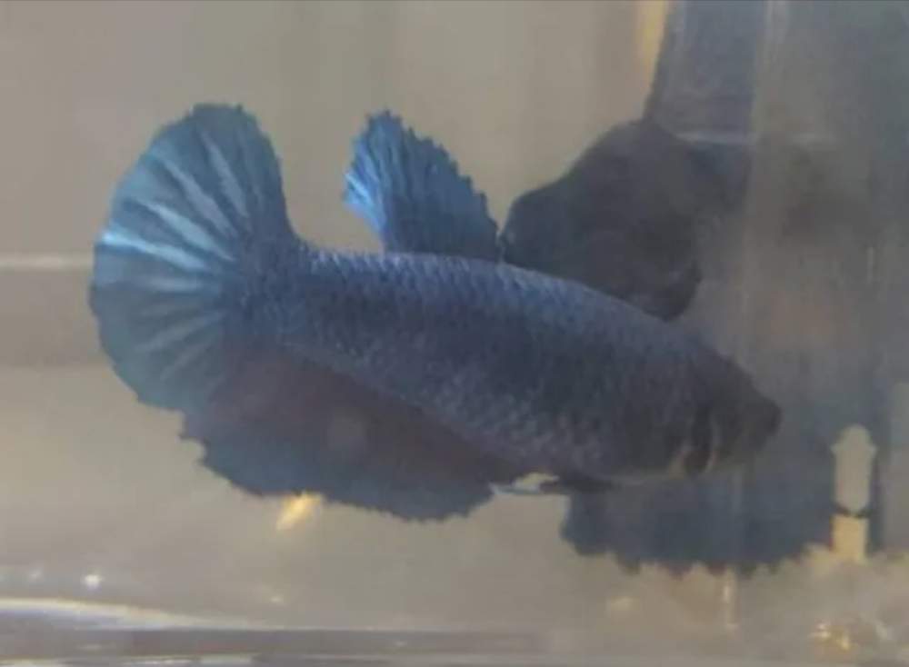 Siamese fighting fish Retired Betta splendens 