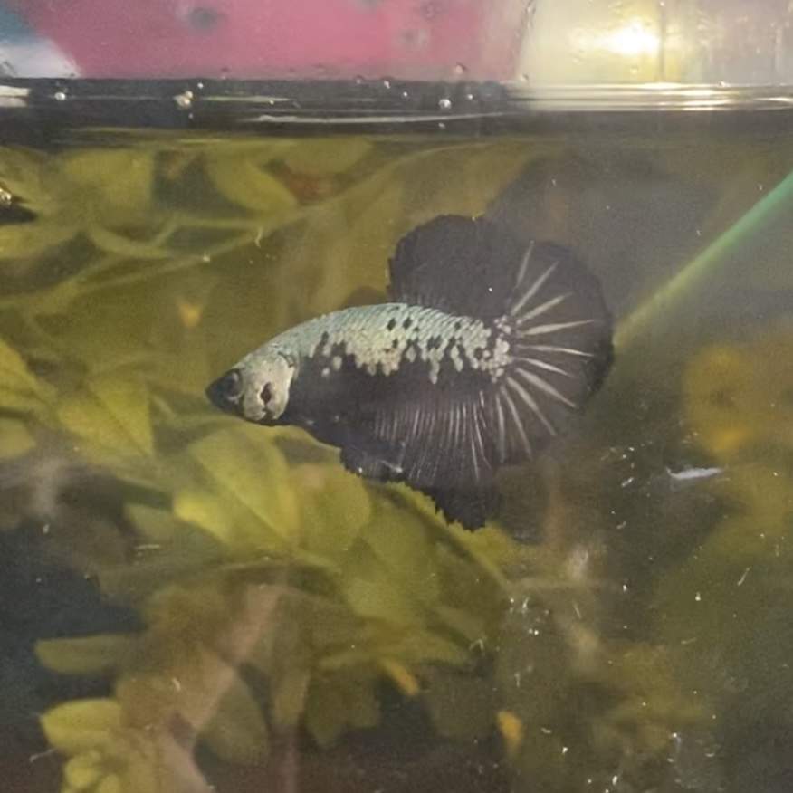 Siamese fighting fish Rehomed Betta splendens 