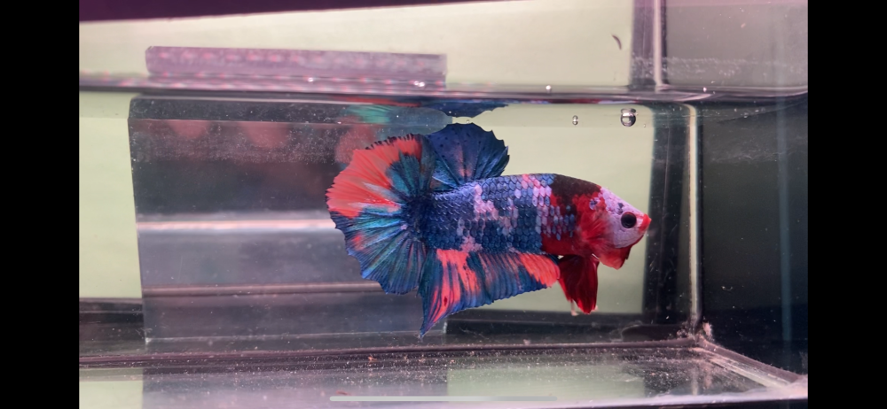 Siamese fighting fish Breeder Betta splendens 