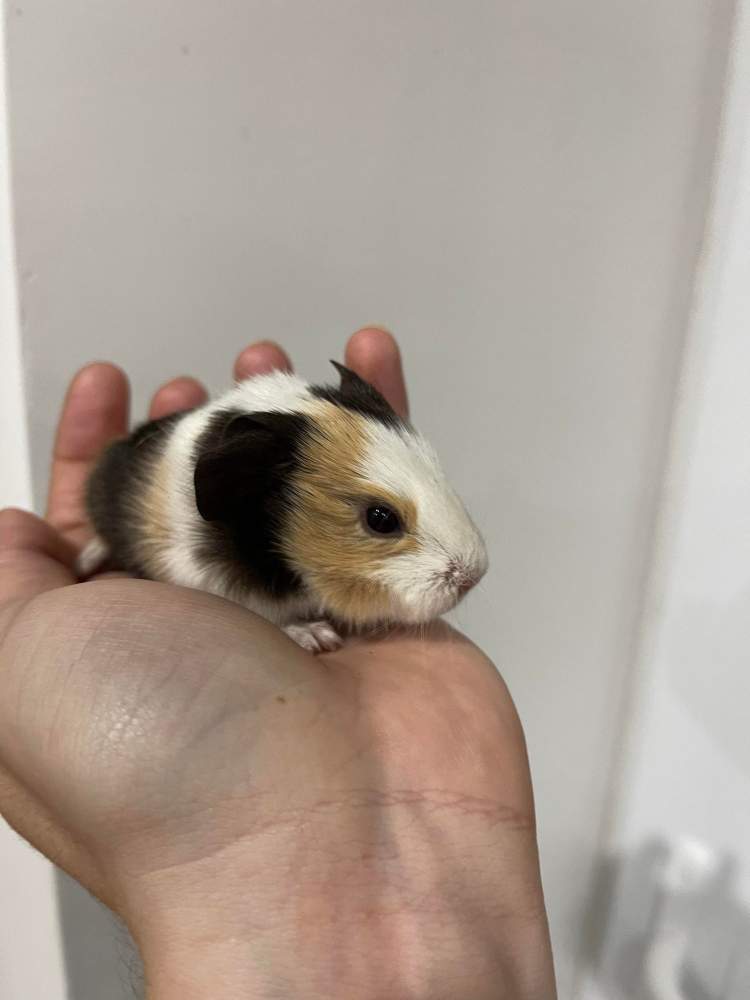 Guinea pig Pet only Cavia porcellus 