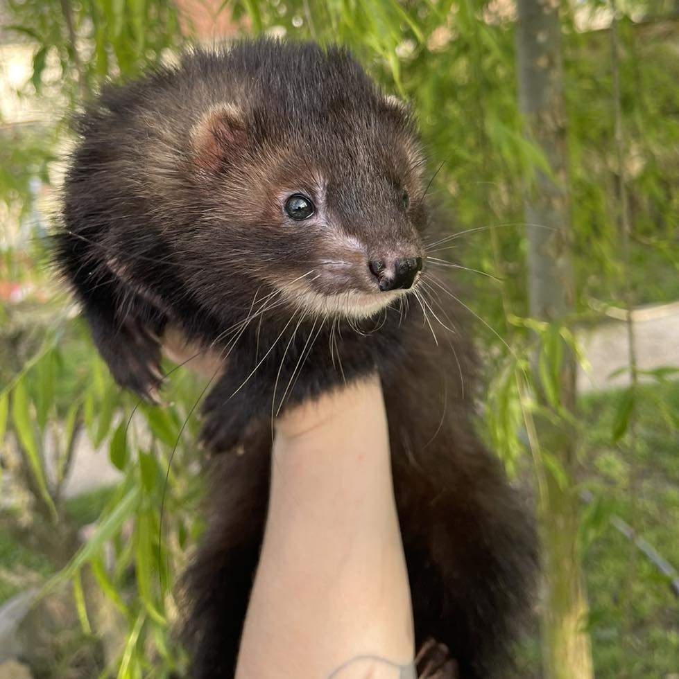 Ferret Breeder Mustela putorius 